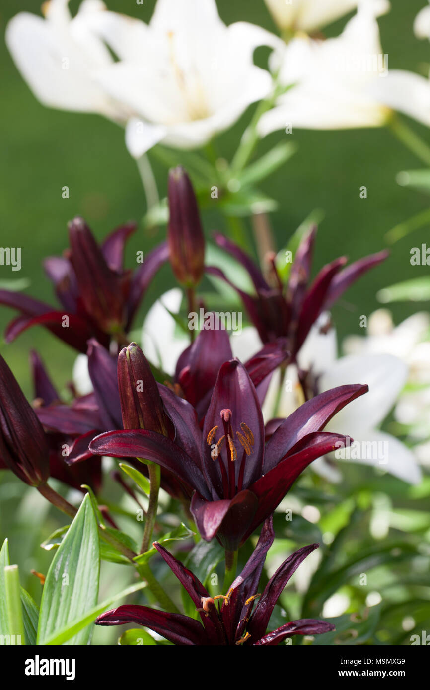 'Landini' Asiatic Lily, Asiatlilja (Lilium hybrid Stock Photo Alamy