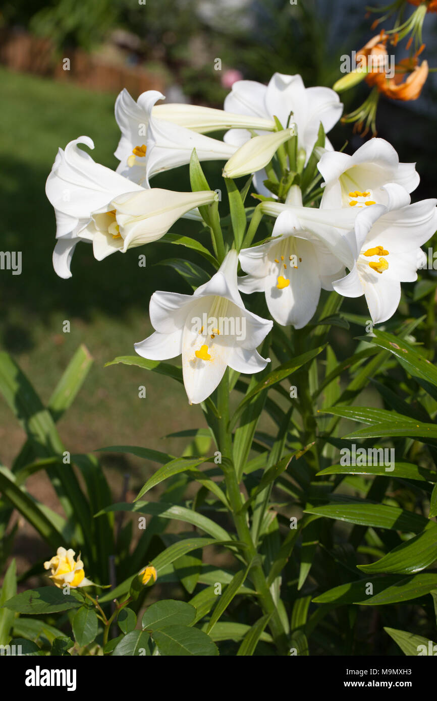 Trumpet Lily, Kungslilja (Lilium regale) Stock Photo