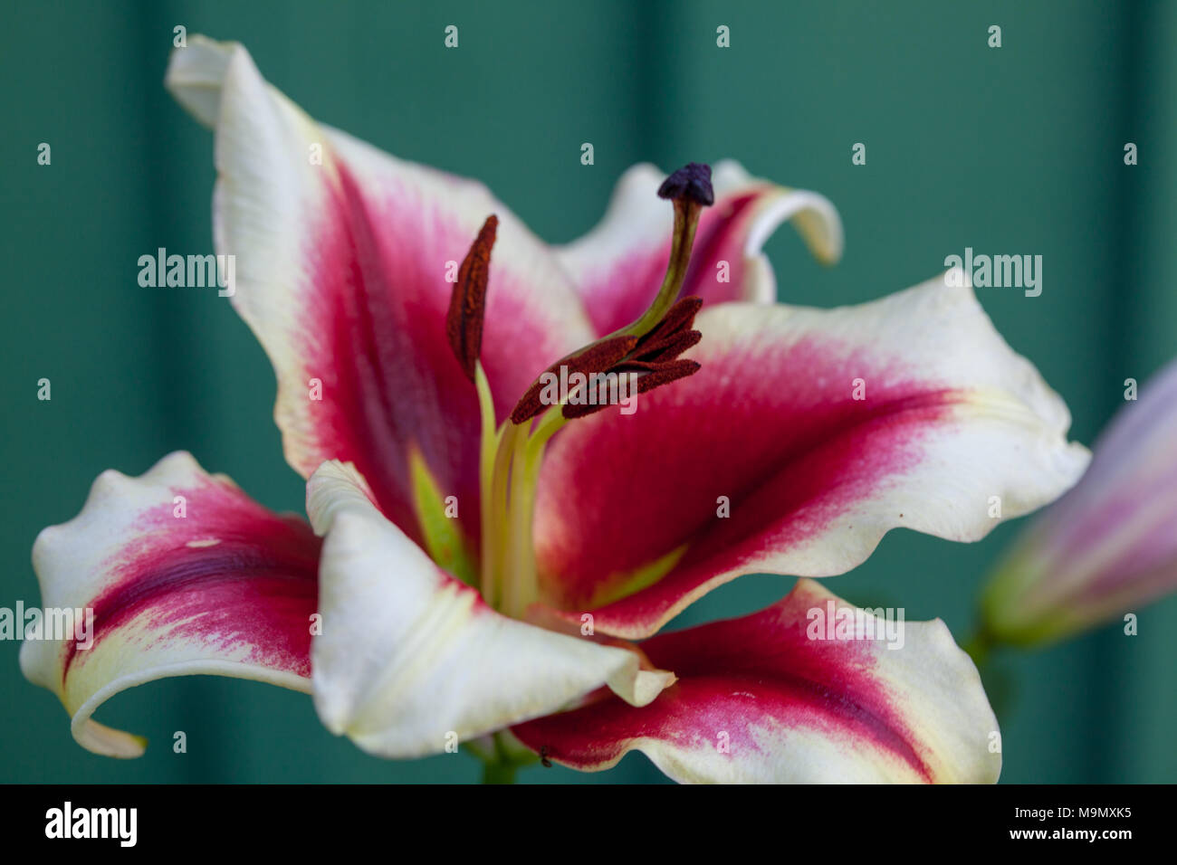 Garden lilys pleasure Red Tango