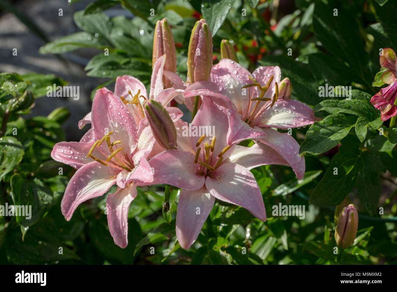 'Lollypop, Lolly Pop' Asiatic Lily, Asiatlilja (Lilium hybrid) Stock Photo