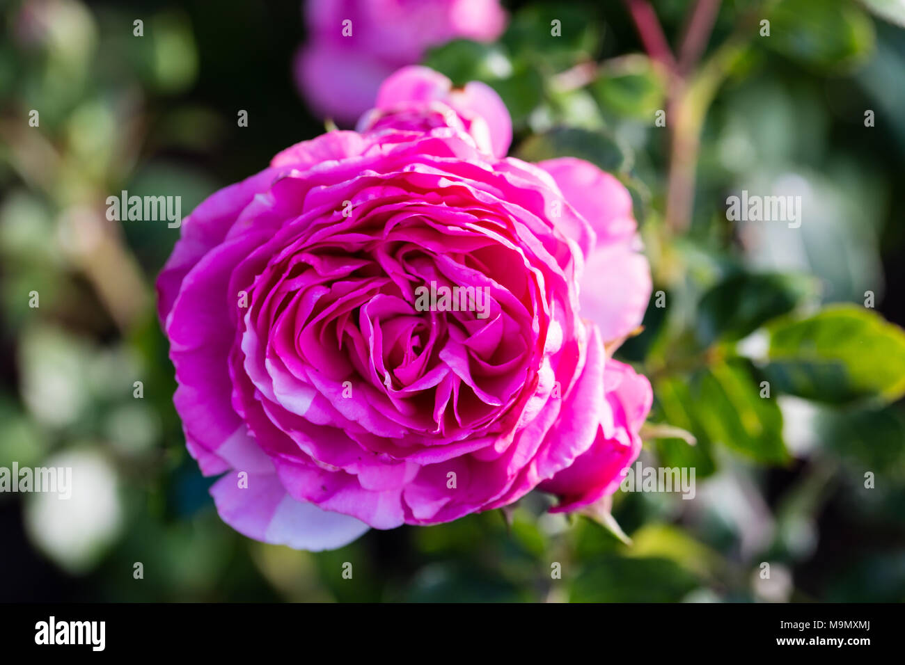 Baroness' Floribunda Rose, Floribundaros (Rosa Stock Photo - Alamy