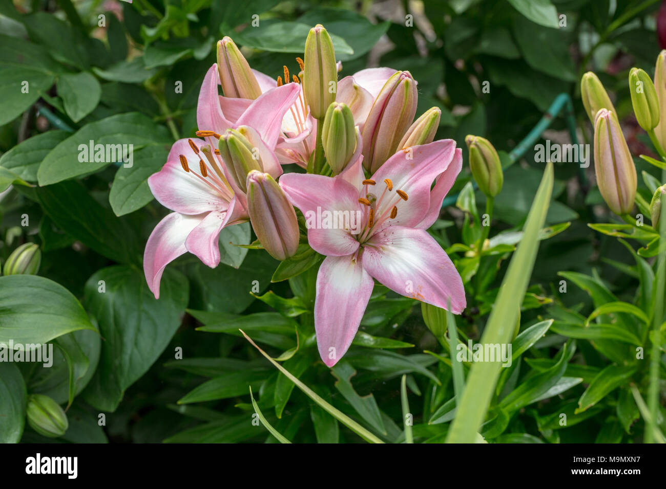 'Lollypop, Lolly Pop' Asiatic Lily, Asiatlilja (Lilium hybrid) Stock Photo