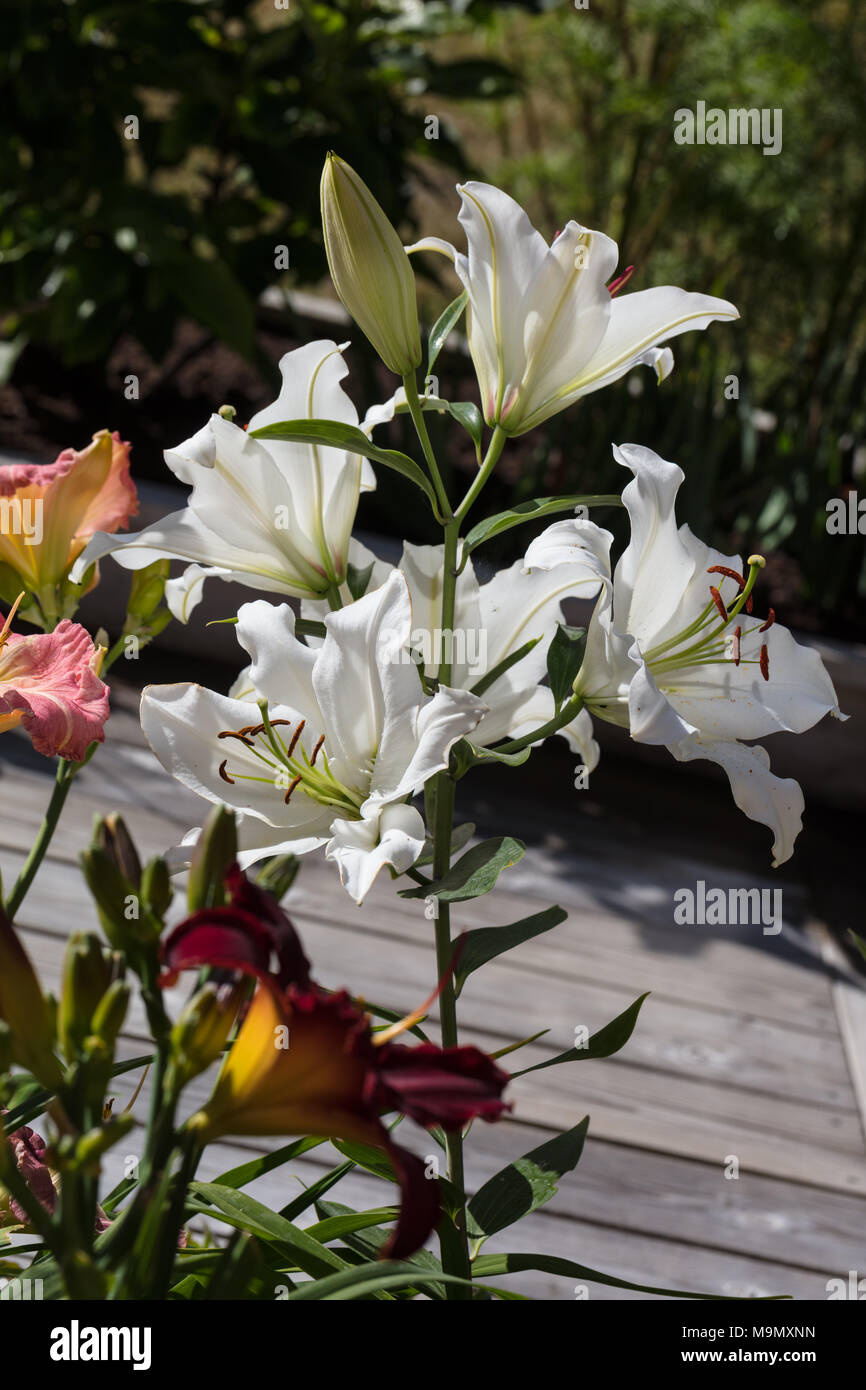 Rialto' Oriental hybrid, Orientlilja (Lilium hybrid Stock Photo - Alamy