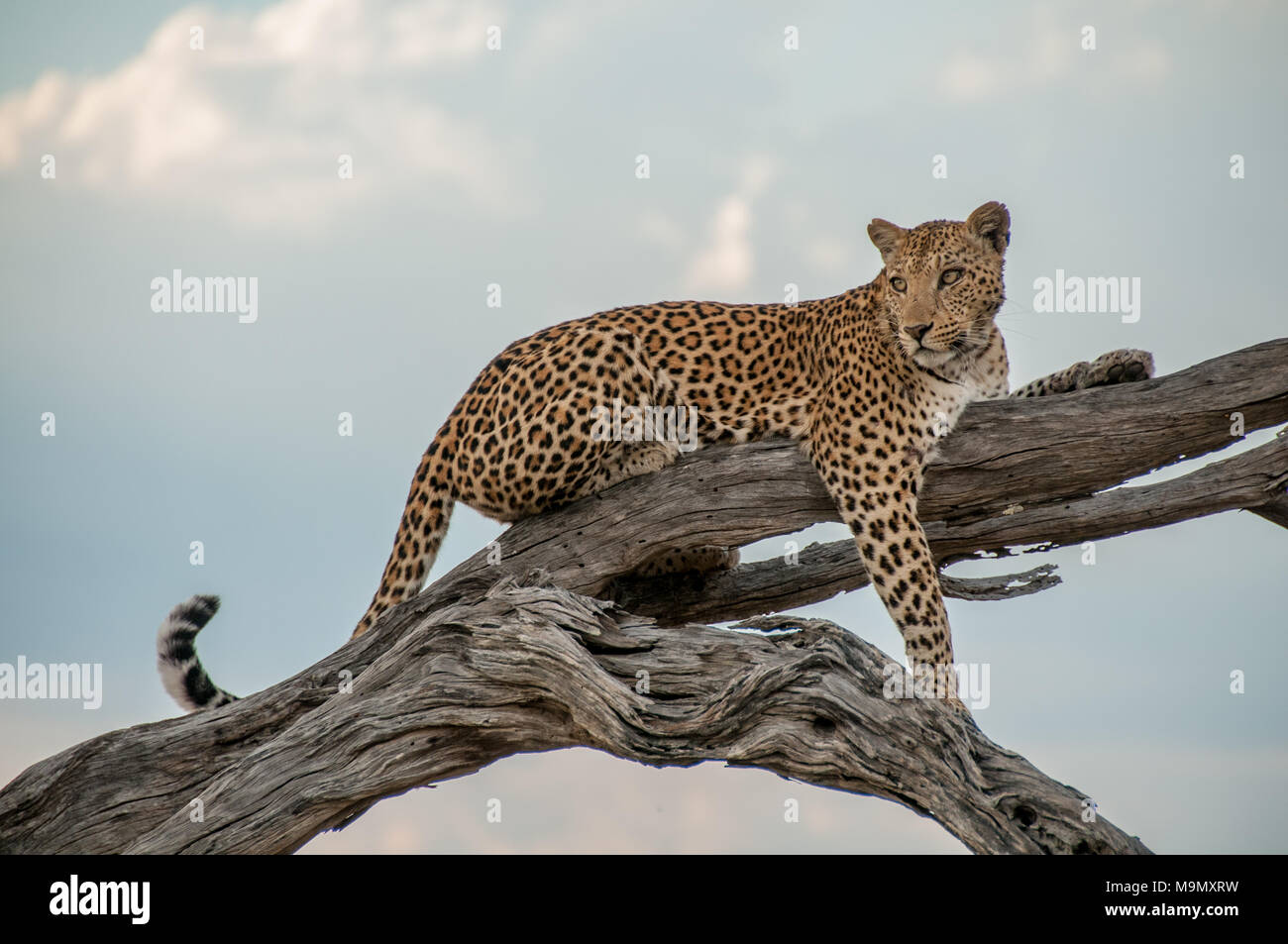 Young leopard posing on a branch in Chobe N.P. in Botswana Stock Photo