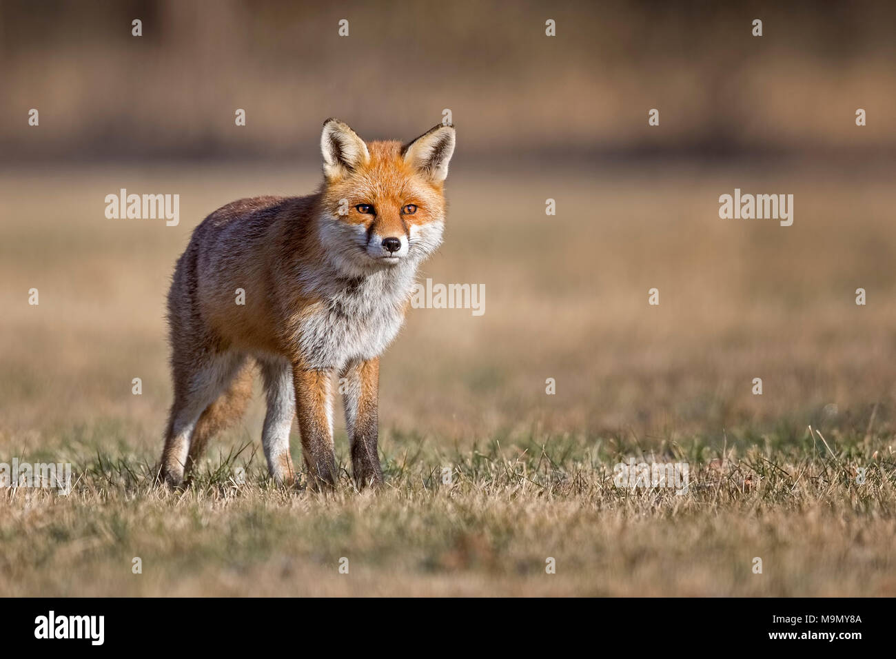 Red fox (Vulpes vulpes) with winter fur, Biosphere Reserve Mittelelbe, Saxony-Anhalt, Germany Stock Photo