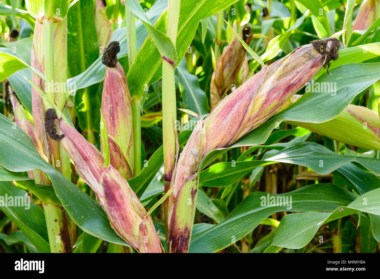 Closed ears of corn in a field. Stock Photo