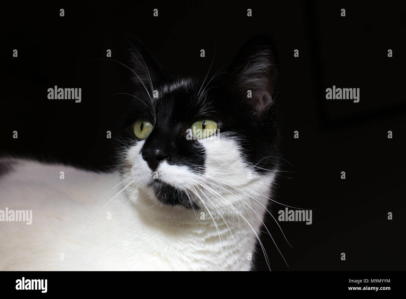 Black and white cat with green eyes looking into the distance with plain black background Stock Photo