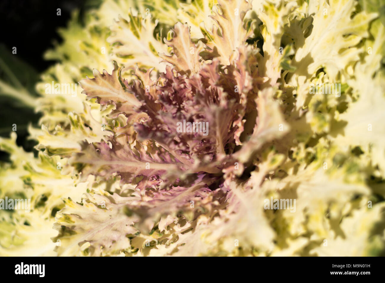Close up of single cultivated flowering kale (Brassica oleracea) plant Stock Photo