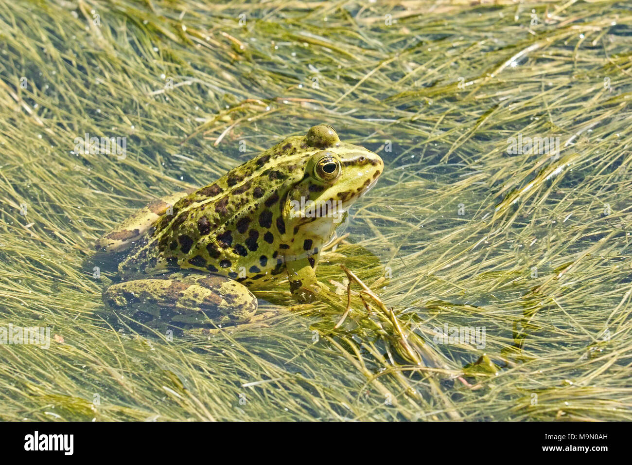 green frog or esculenta, pelophylax esculentus, ranidae Stock Photo