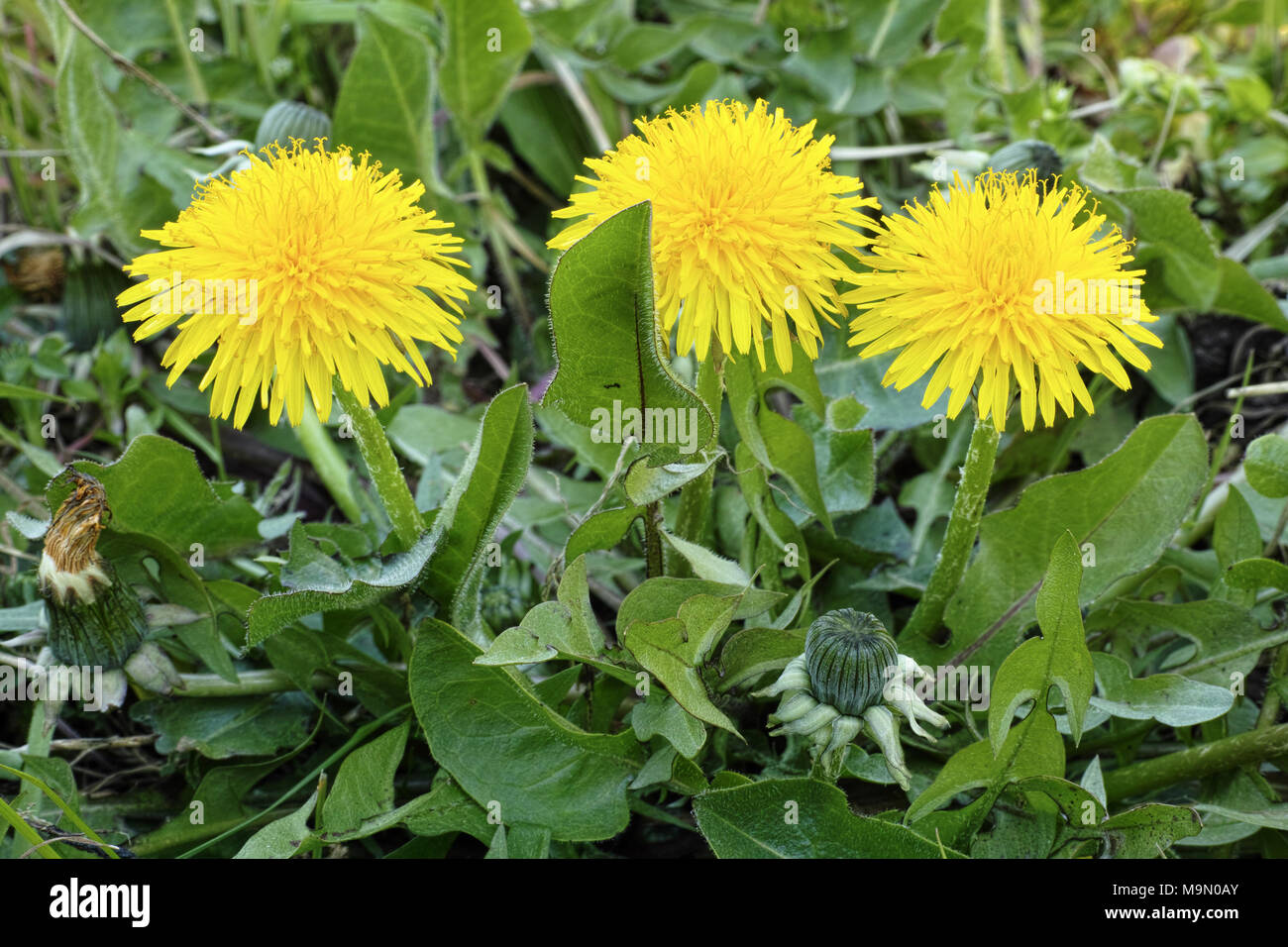 a plant of common dandelion with its flowering heads Stock Photo