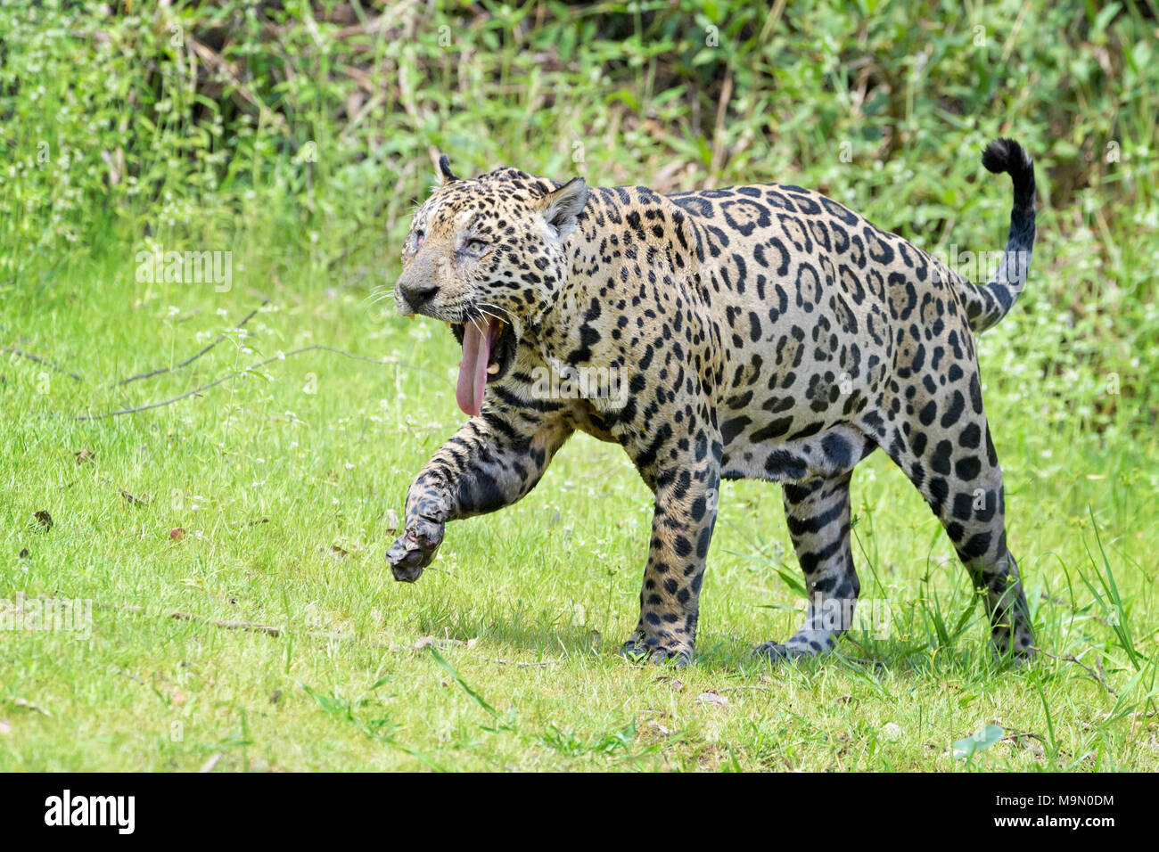 Jaguar tongue hi-res stock photography and images - Alamy