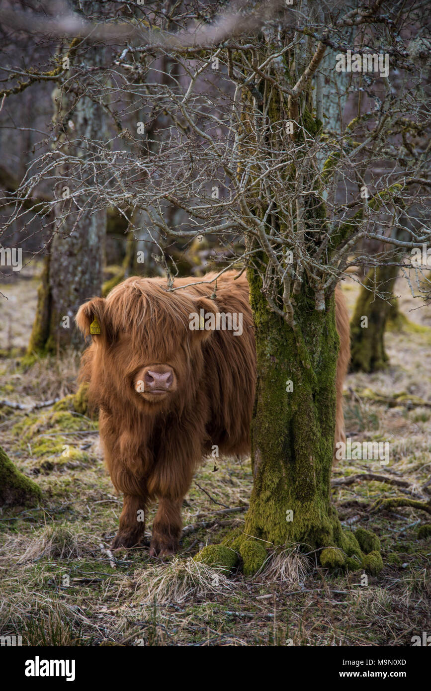Highland cow in a wooded area in Scotland Stock Photo - Alamy