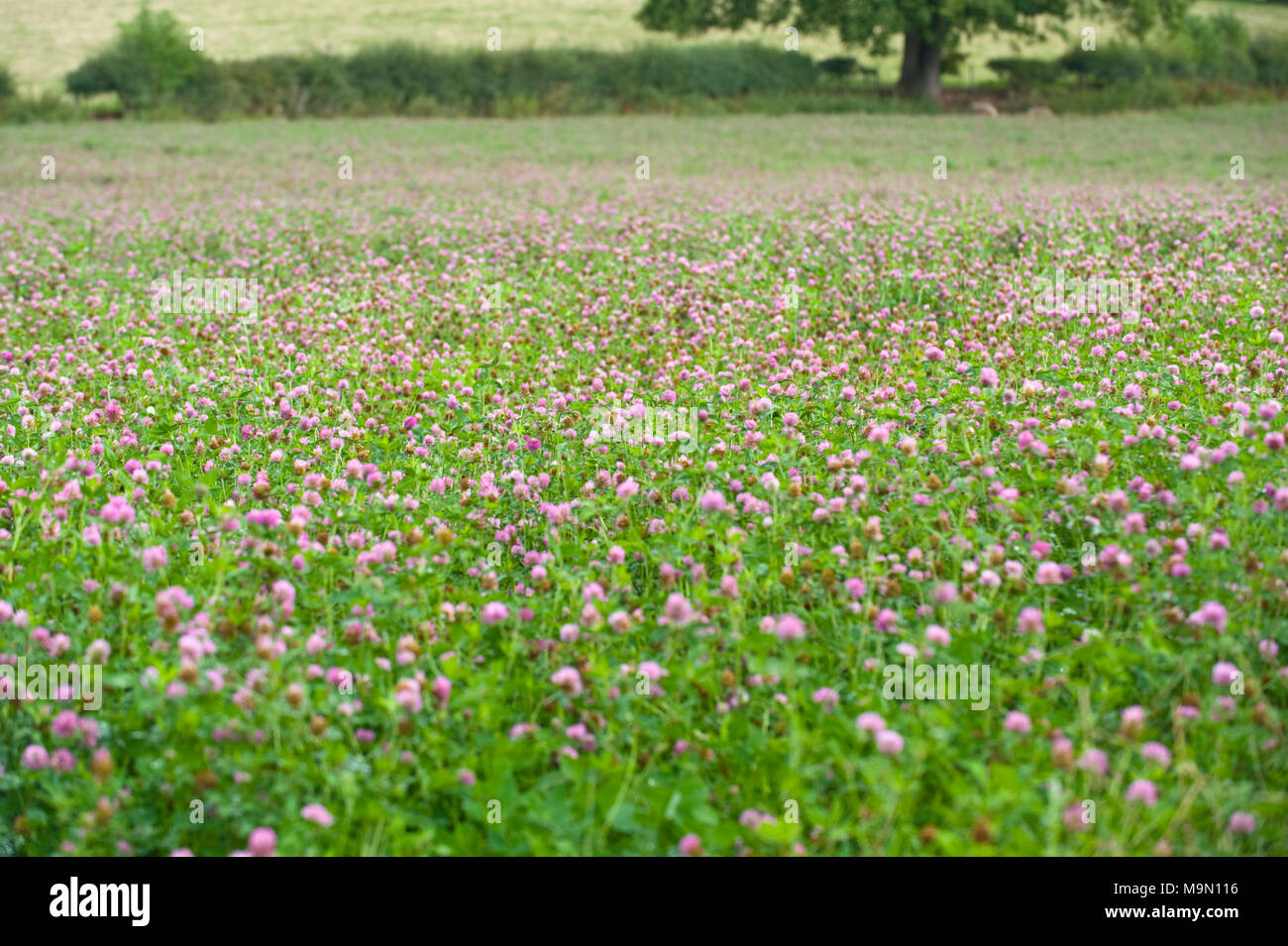 Clover growing in field at Glasbury Powys UK Stock Photo