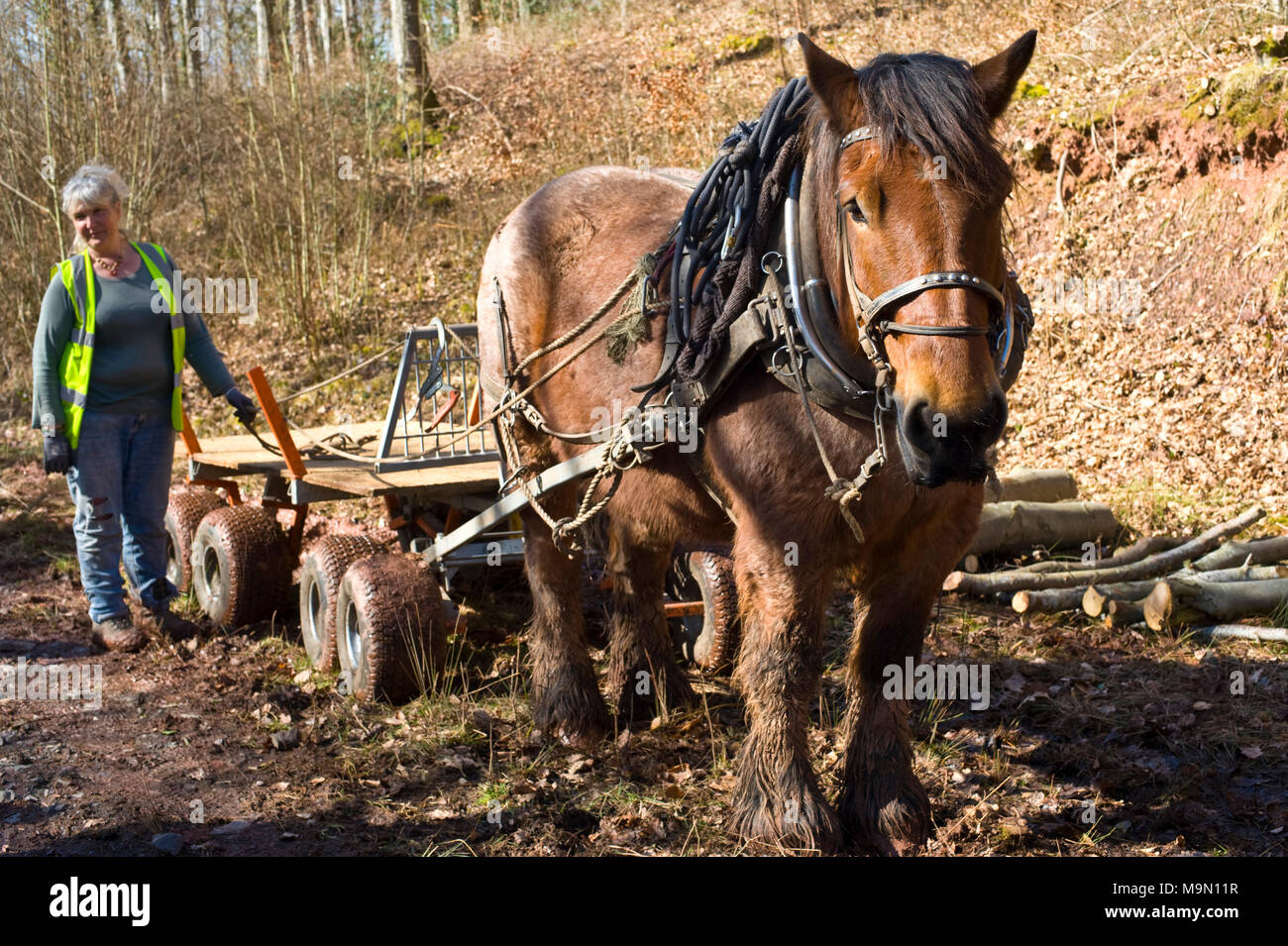 Horse Logging High Resolution Stock Photography and Images Alamy