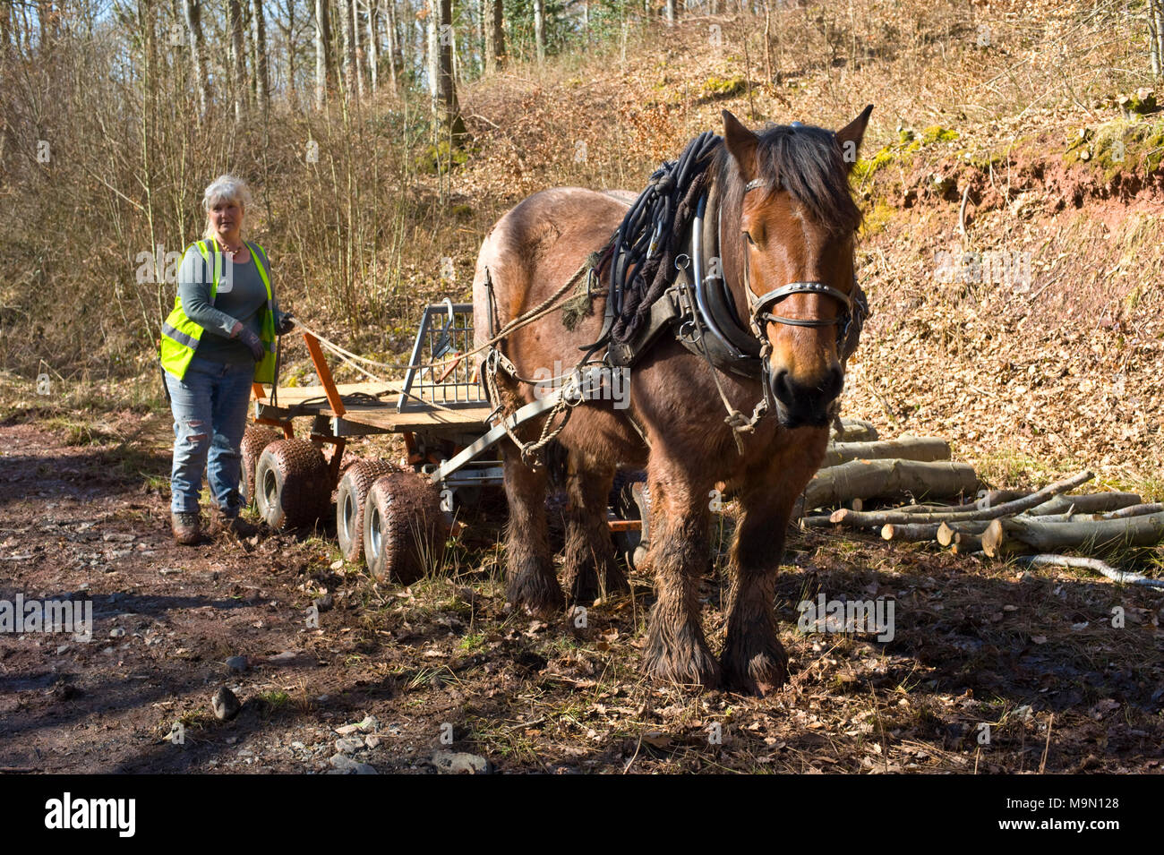 Horse logging in a beech woodland near Talgarth Powys Wales UK. Horses are used to pull logs out of difficult terrain inaccessible for vehicles. Stock Photo