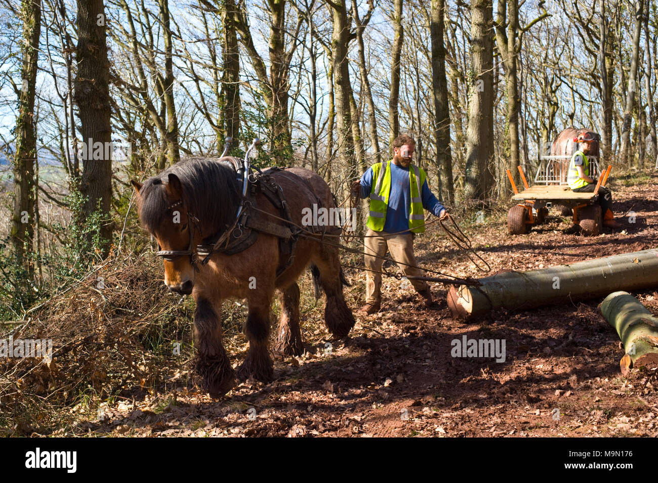 Horse logging in a beech woodland near Talgarth Powys Wales UK. Horses are used to pull logs out of difficult terrain inaccessible for vehicles. Stock Photo
