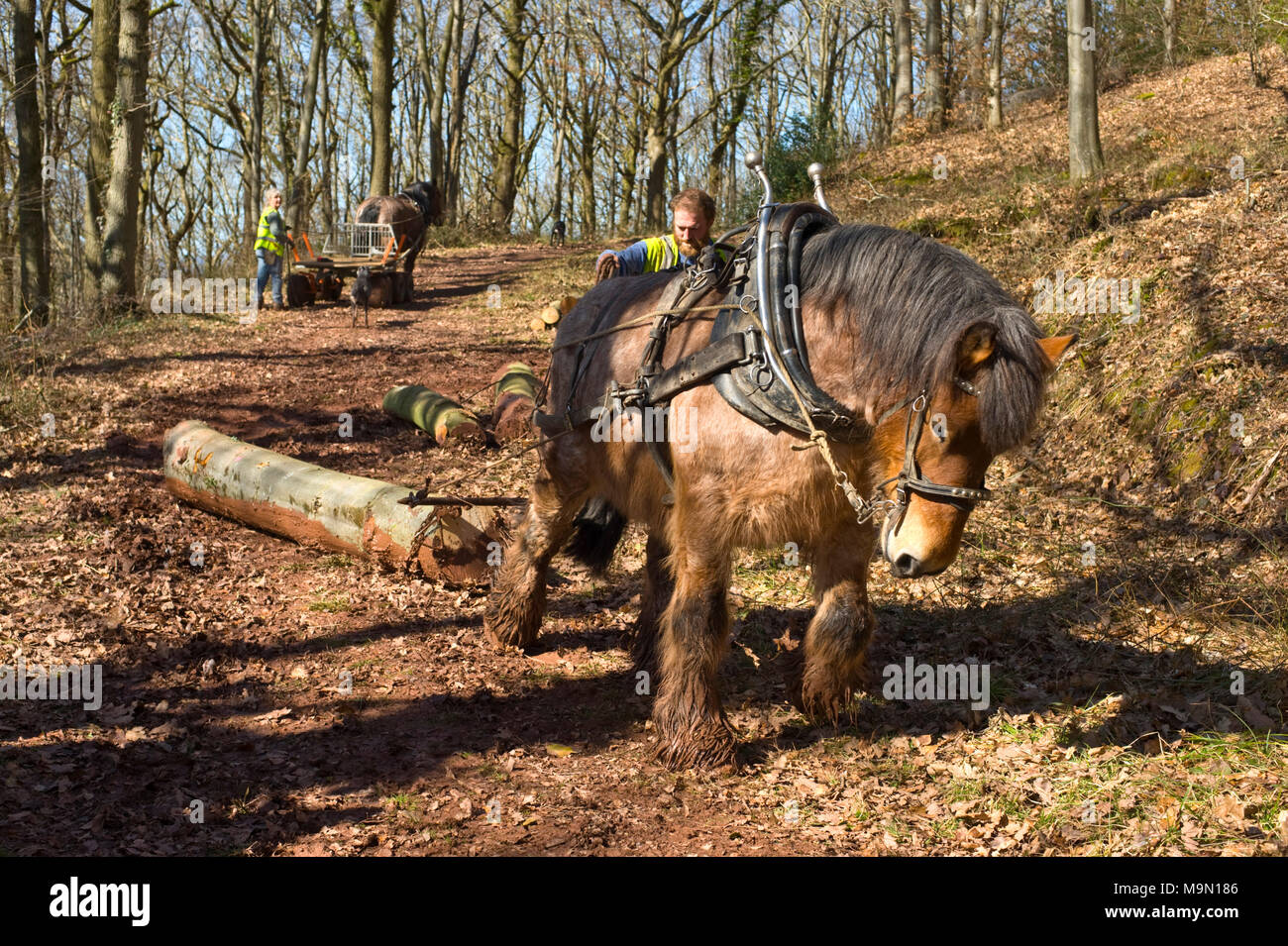 Horse Logging High Resolution Stock Photography and Images Alamy