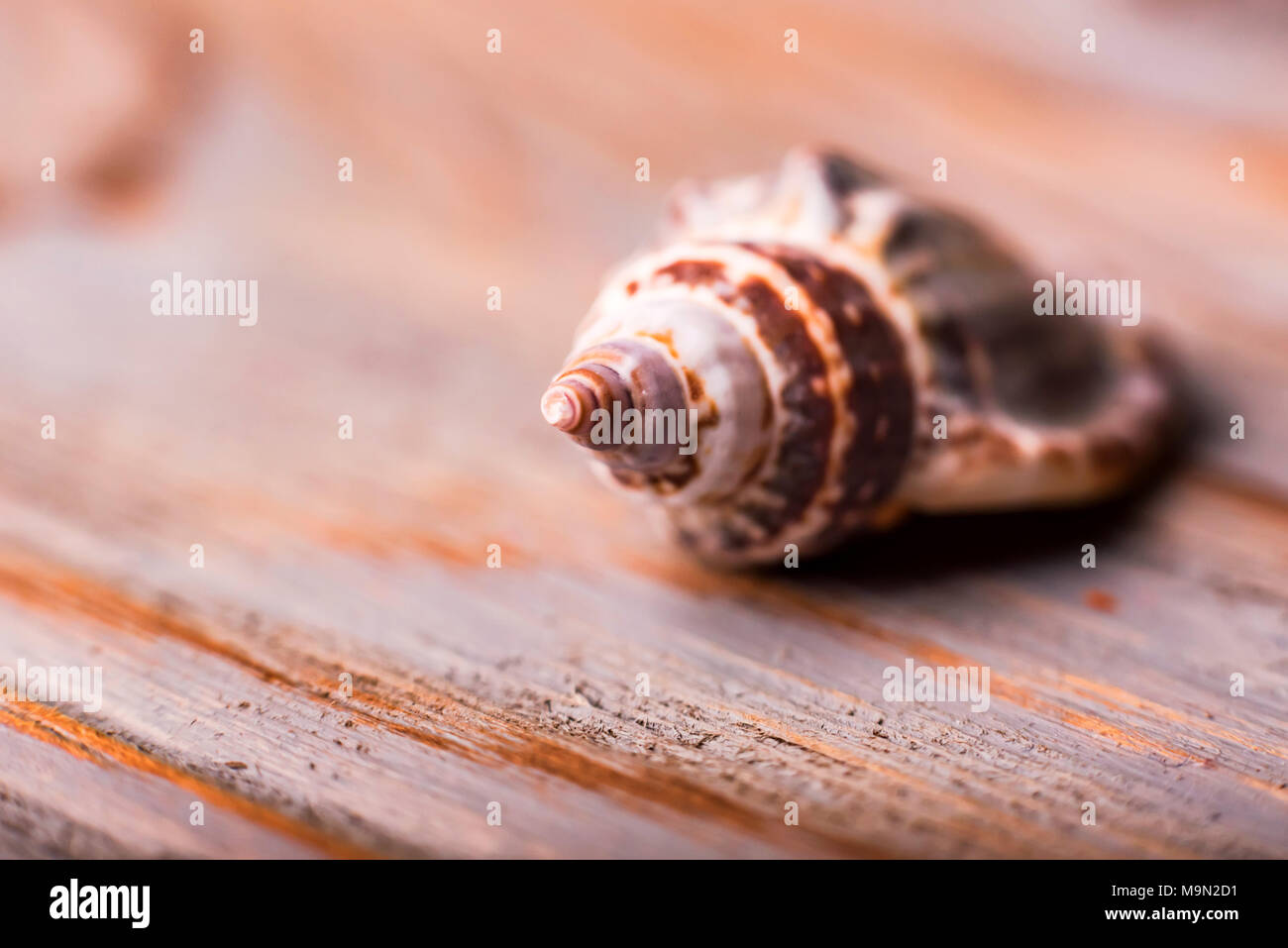 Seashell on wooden background close Stock Photo