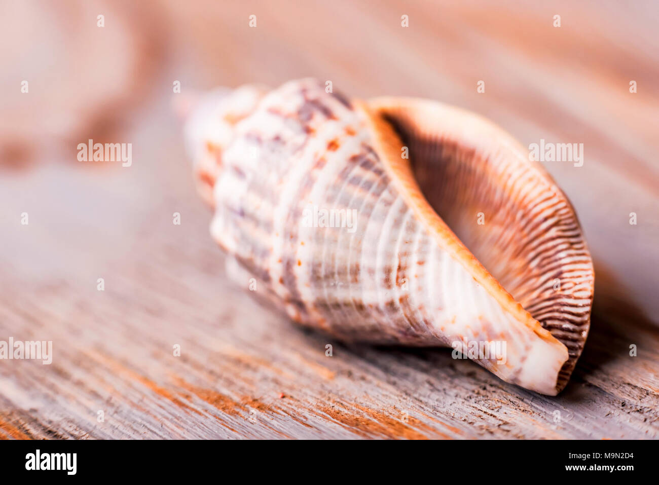 Seashell on wooden background close Stock Photo