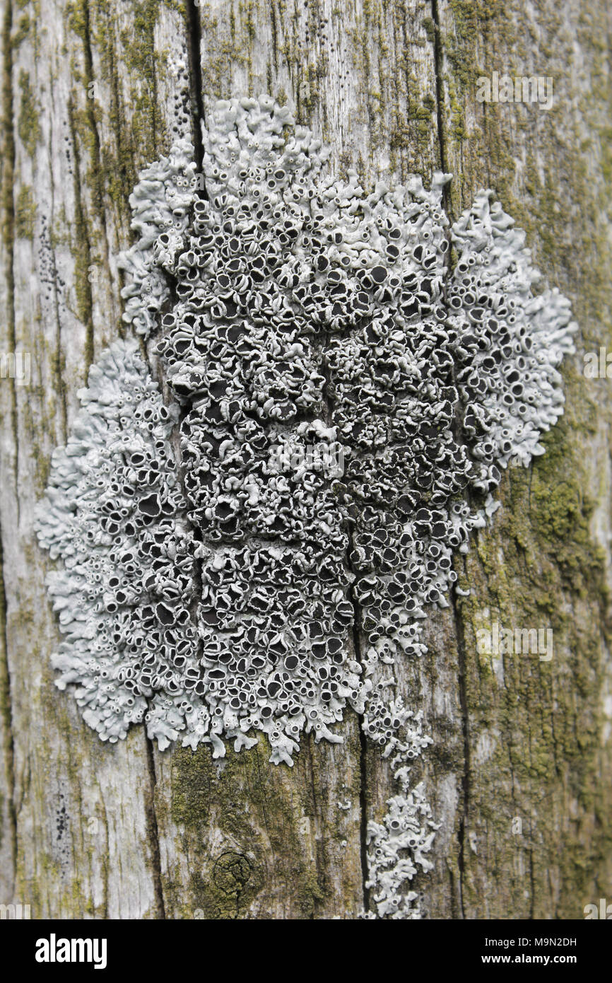 Black Shields Lichen Tephromela atra synonym Lecanora atra Stock Photo