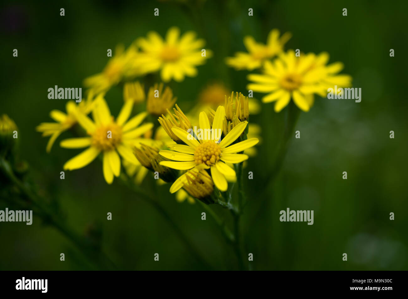 Beautiful yellow daisy flowers on dark background Stock Photo