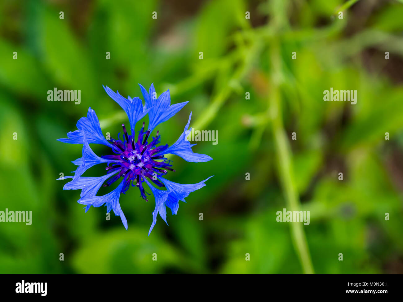 Blue cornflower herb flower head isolated on natural green background