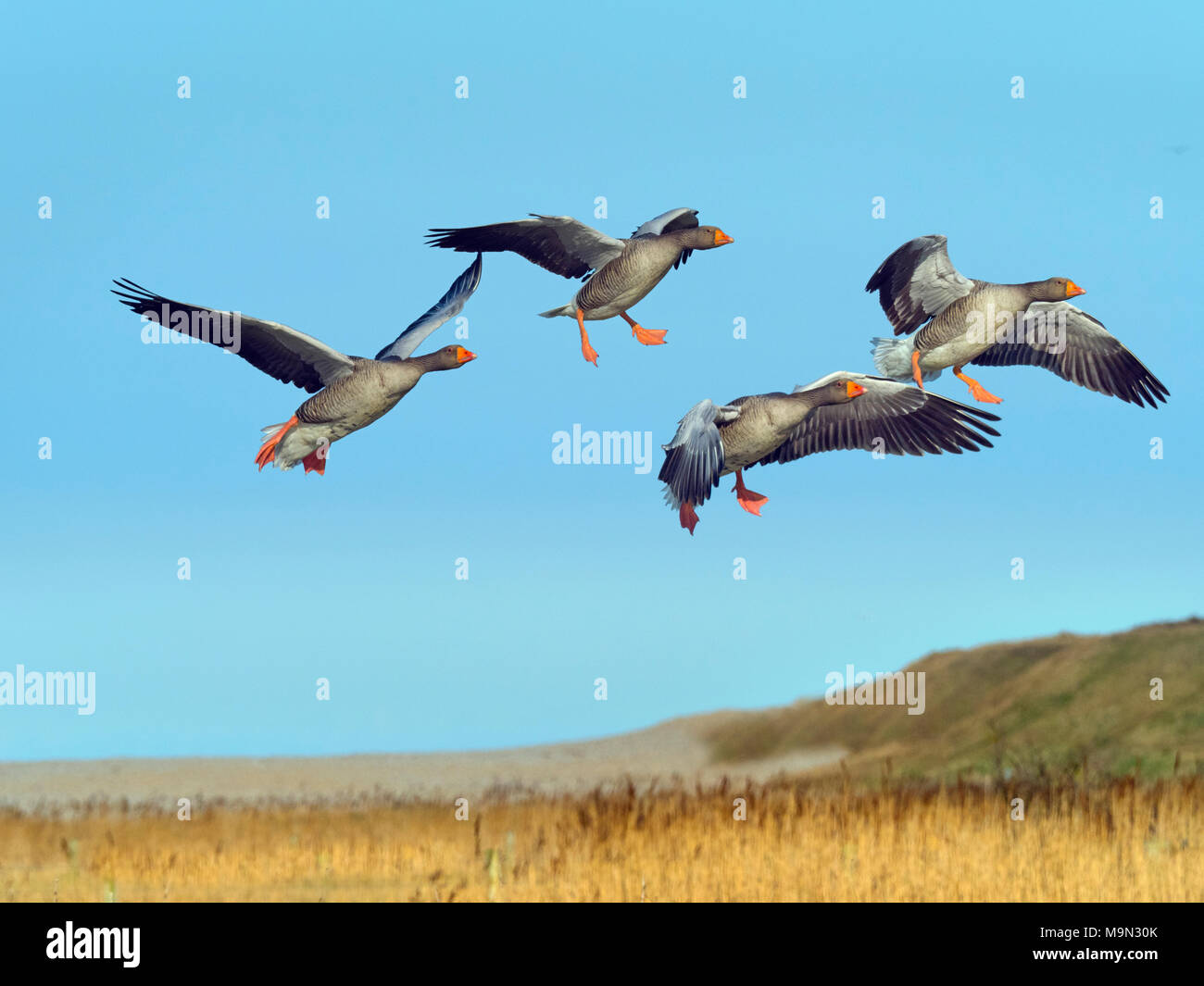 Greylag Geese Anser anser landing  Cley Norfolk Stock Photo