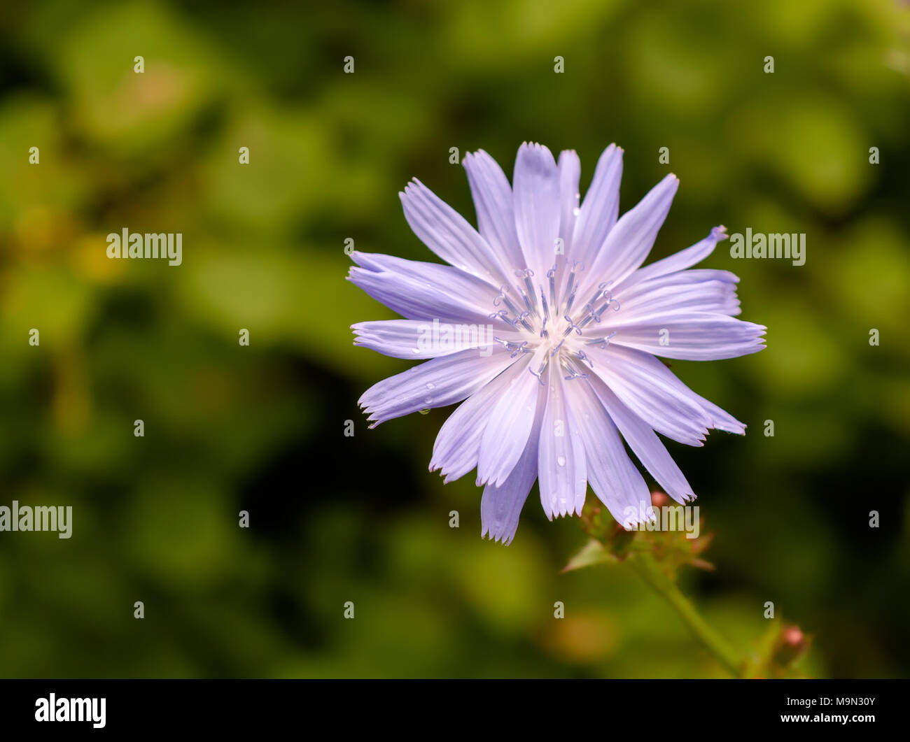 One chicory flower isolated with natural green background Stock Photo