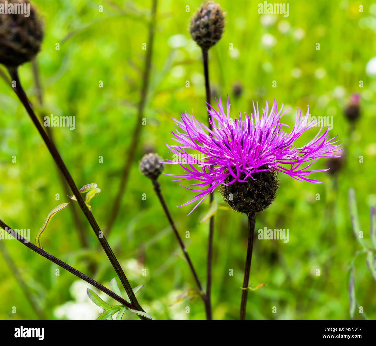 Close up of purple mountain cornflower isolated with natural green background Stock Photo