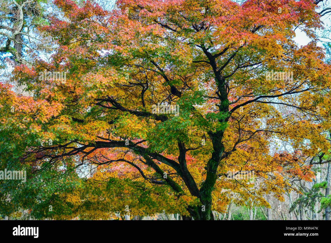 Nature background - maple tree with colorful leaves at the autumn park ...