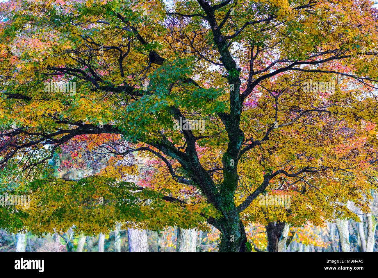 Nature background - maple tree with colorful leaves at the autumn park ...