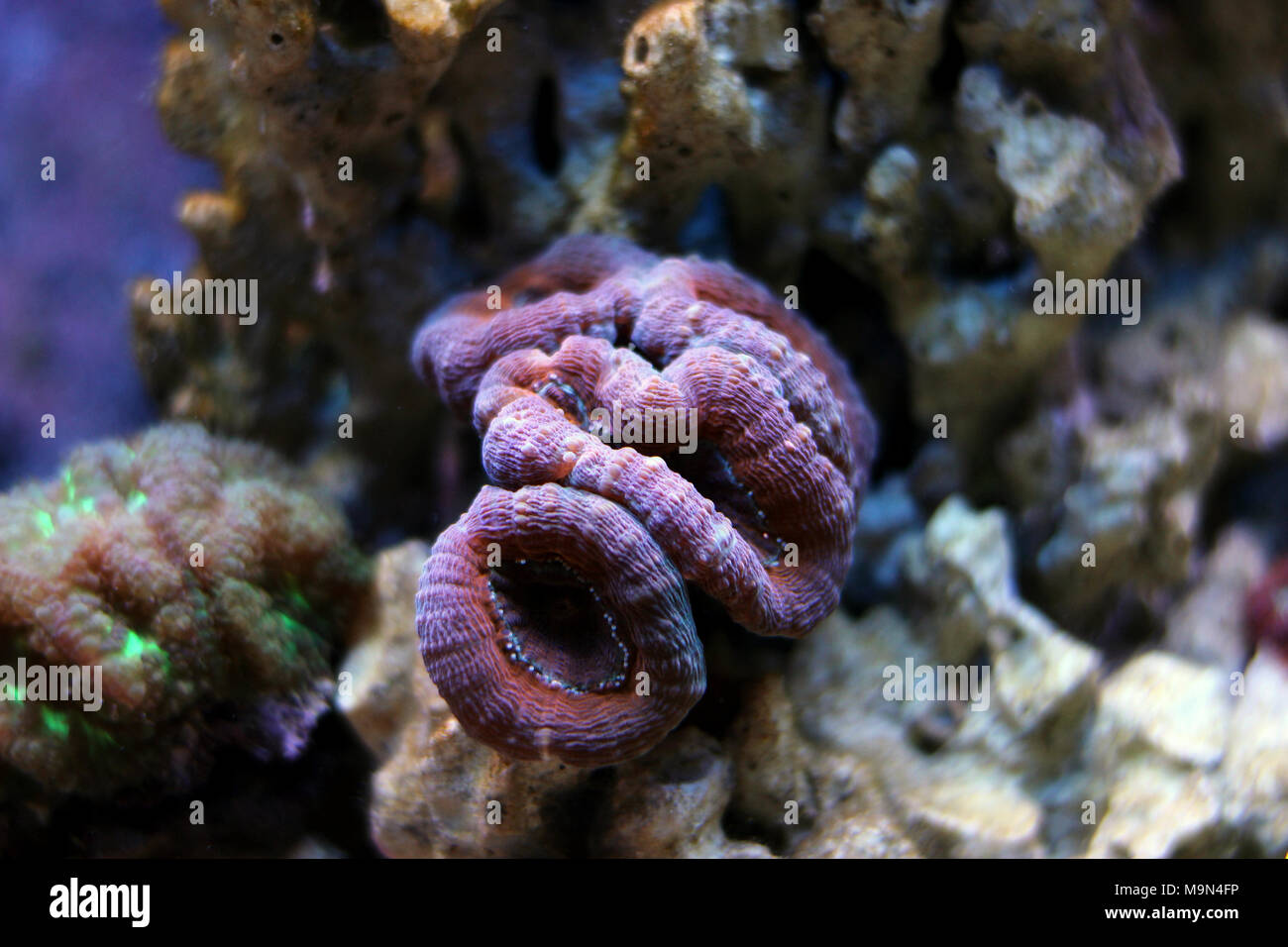 Lobophyllia LPS coral Stock Photo