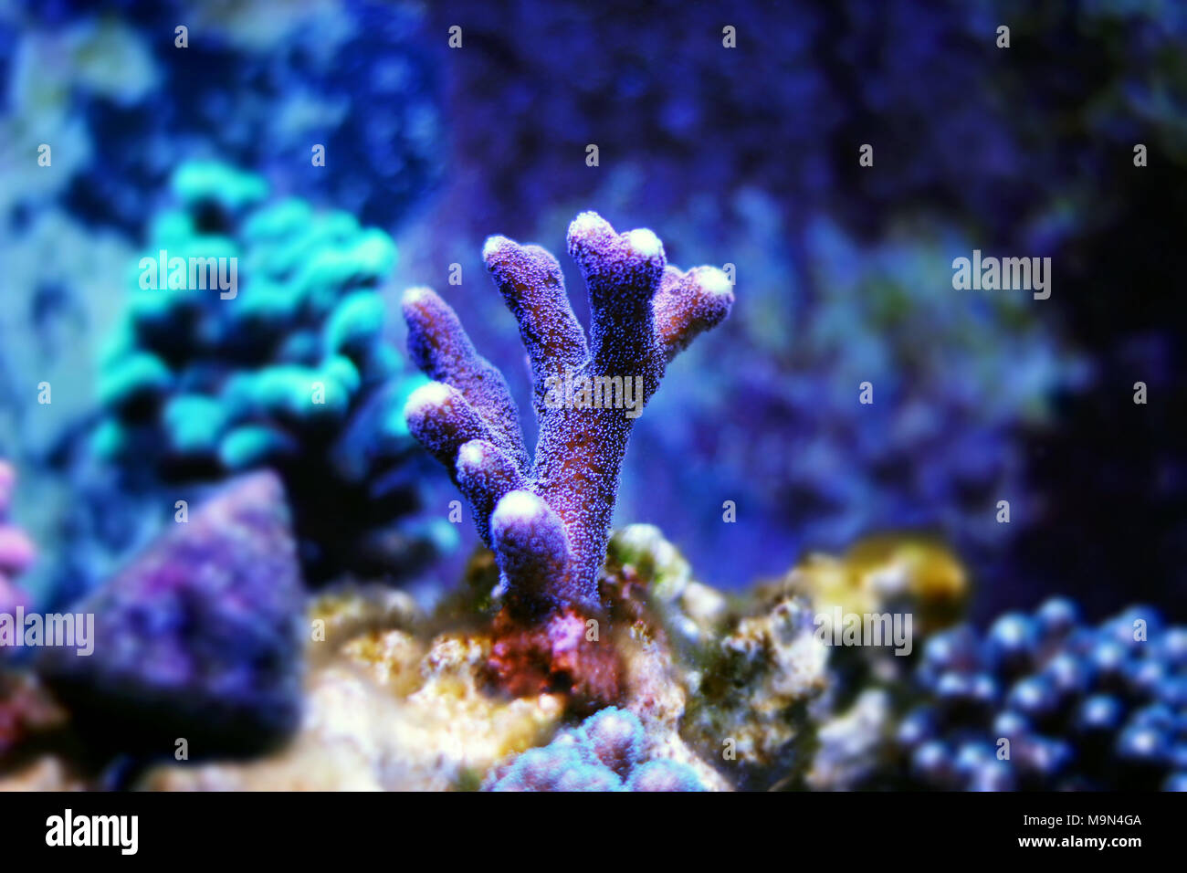 Stylophora SPS Coral (Stylophora sp.) Stock Photo