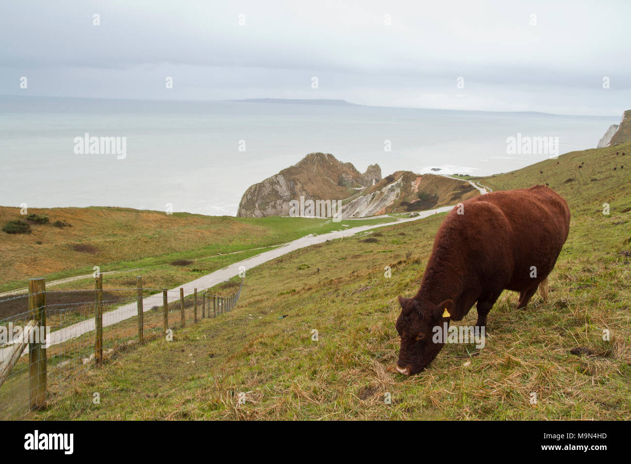 A cow grazing at Lulworth Cove on the Dorset coast, UK Stock Photo