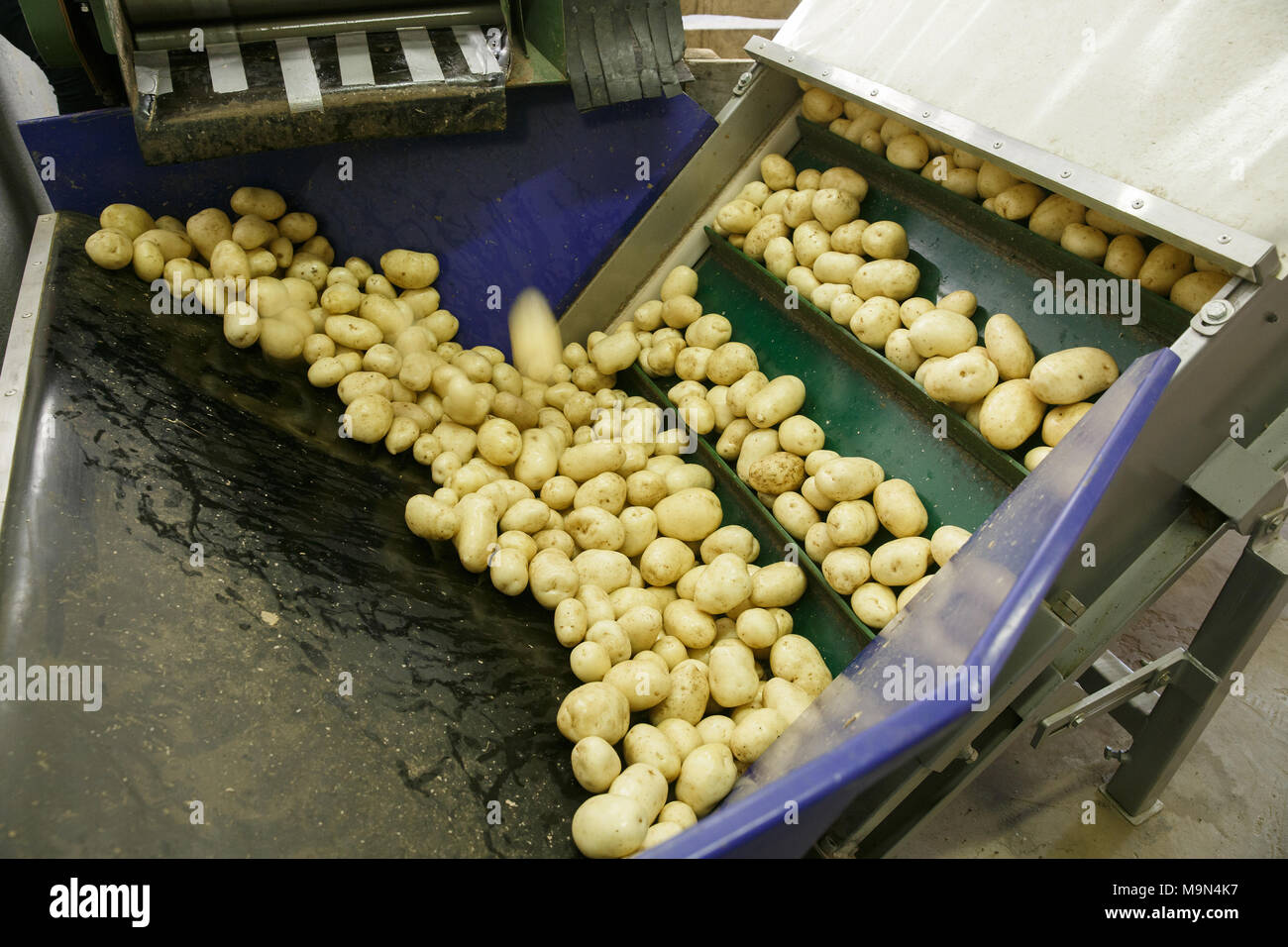Fresh, cleaned and sorted potatoes on a conveyor belt, prepared for