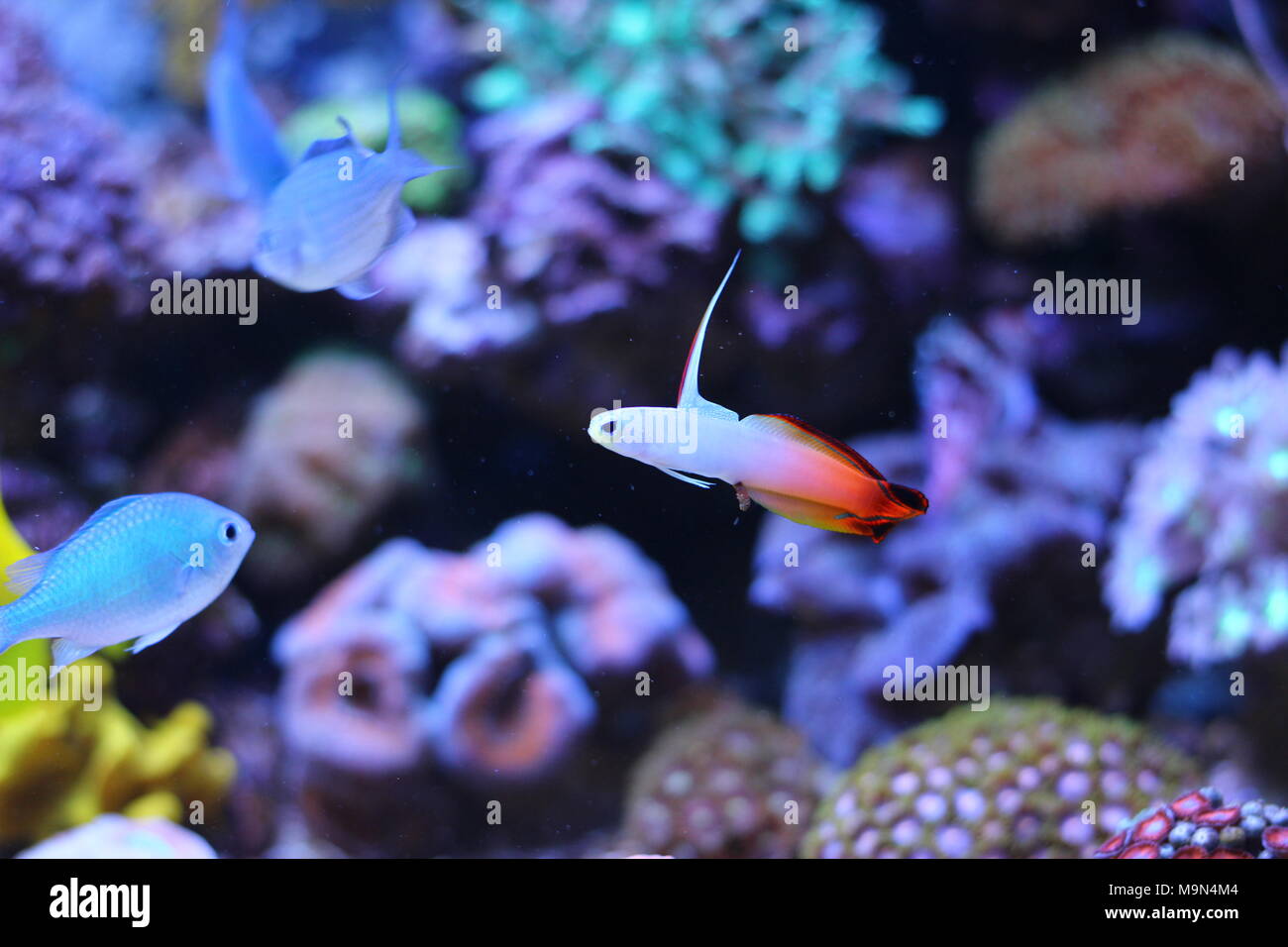 Red fire goby fish - Nemateleotris magnifica Stock Photo - Alamy