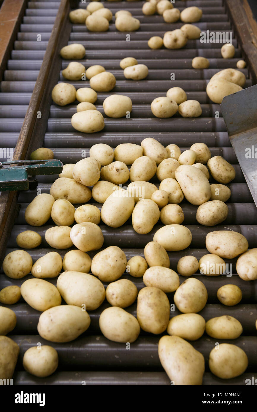 Potato storage warehouse hires stock photography and images Alamy