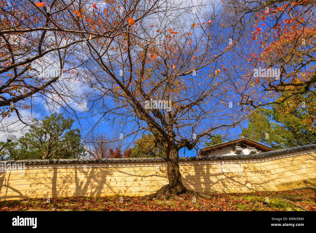 Autumn trees under blue sky at the park. Nature background Stock Photo ...
