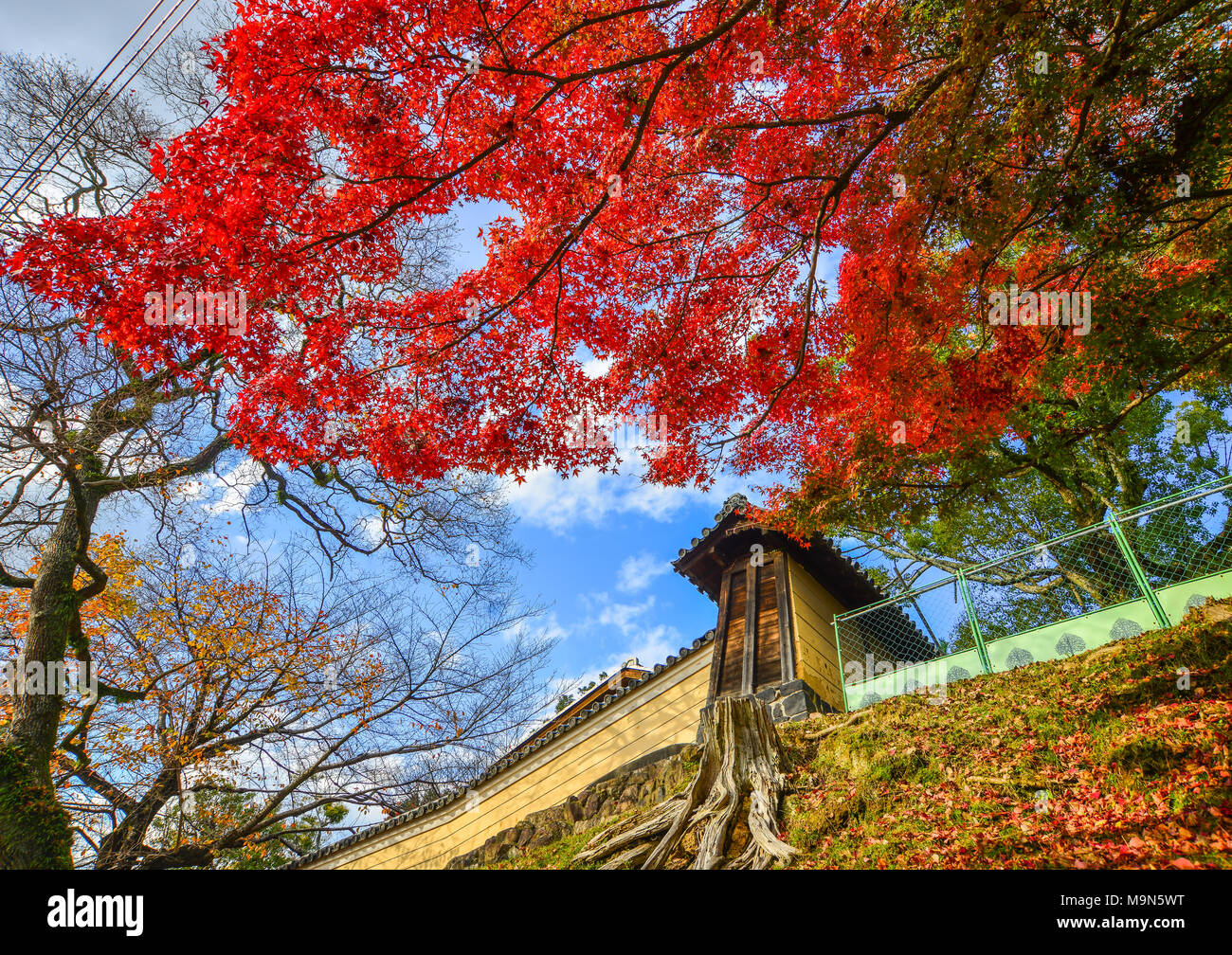 Autumn trees under blue sky at the park. Nature background Stock Photo ...