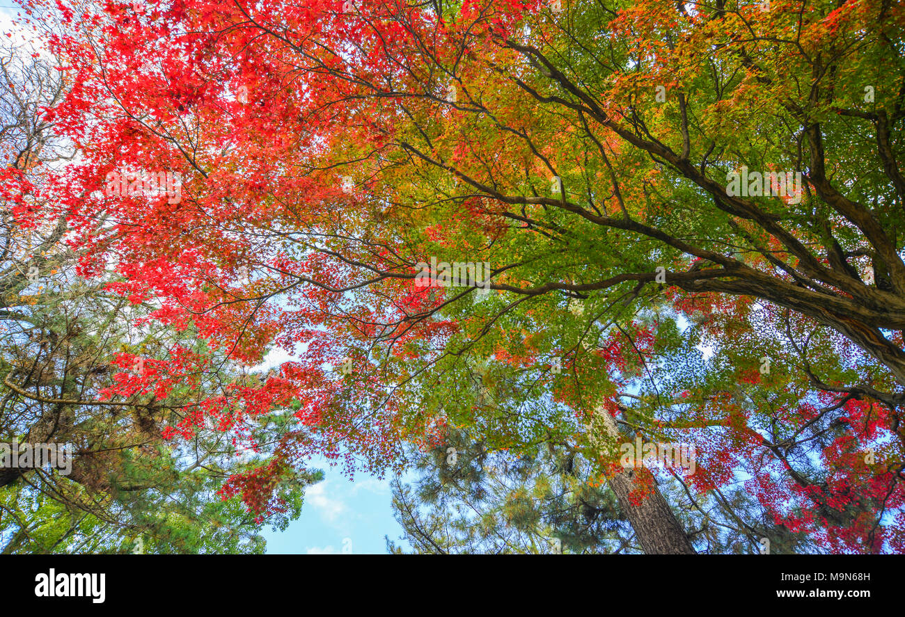 Maple trees at autumn park in sunny day. Nature background Stock Photo ...