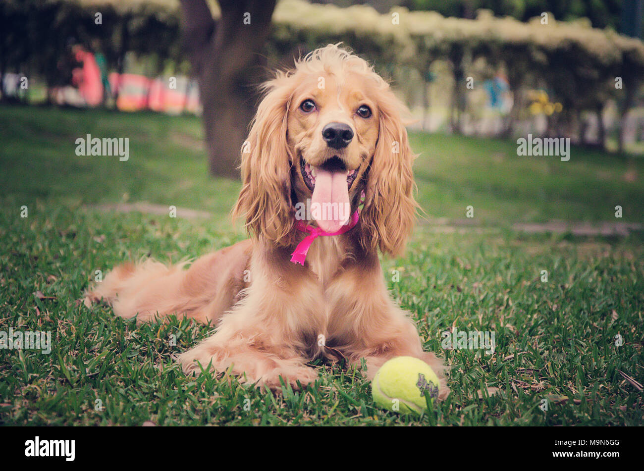 Spaniel quloqli kokrakli ayolning fotosurati Spaniel quloqli kokrakli ayolning fotosurati