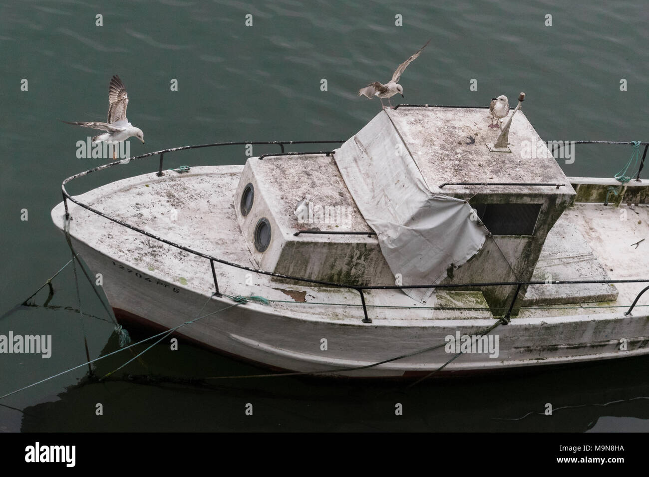 Seagulls take over an abondend dirty ship Stock Photo - Alamy