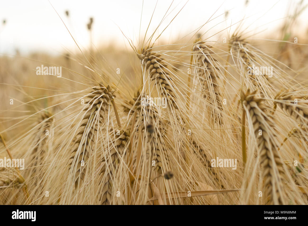 Ears of golden wheat close up Stock Photo - Alamy