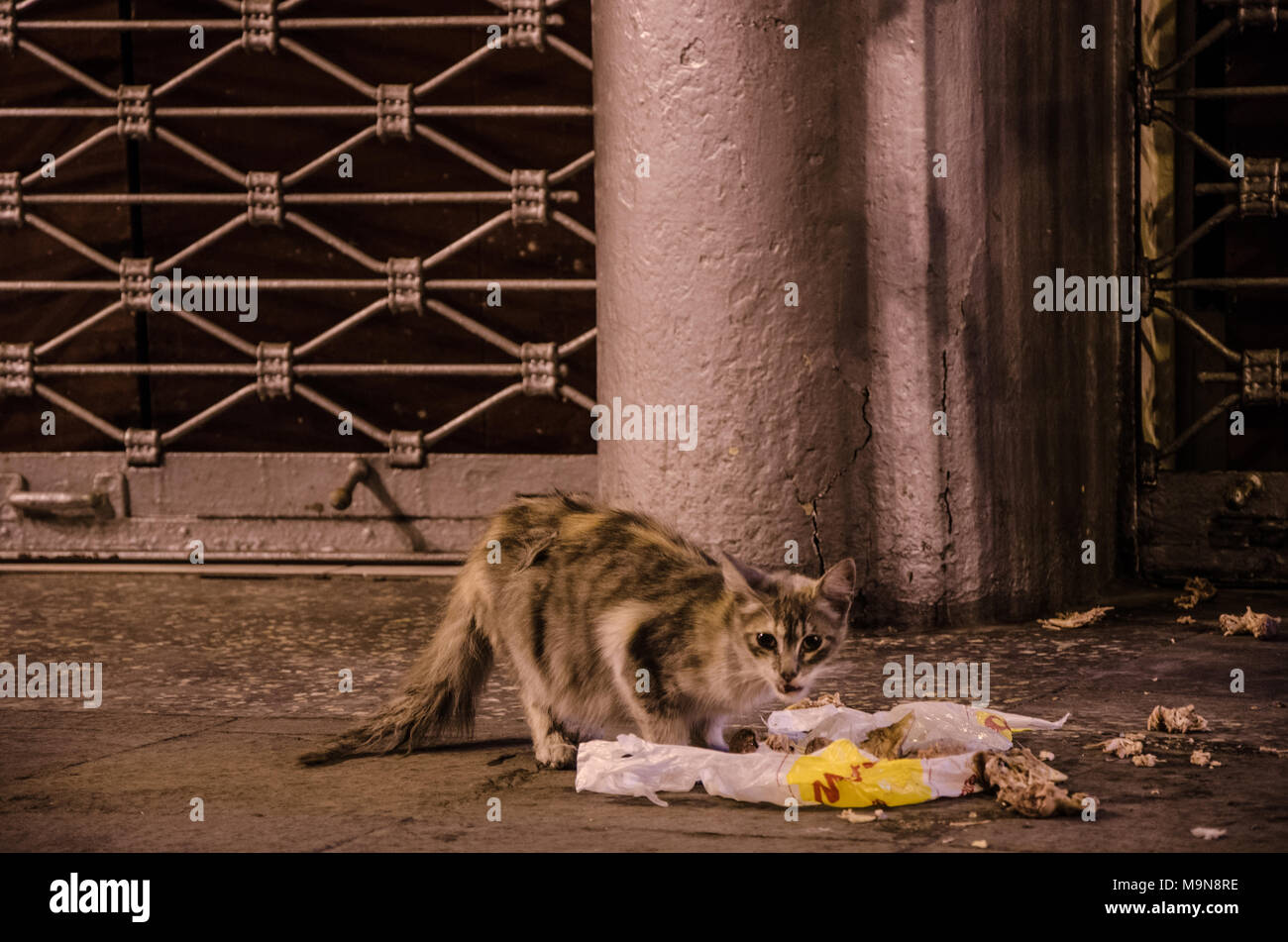 Cat eating garbage from a bag in the street Stock Photo Alamy