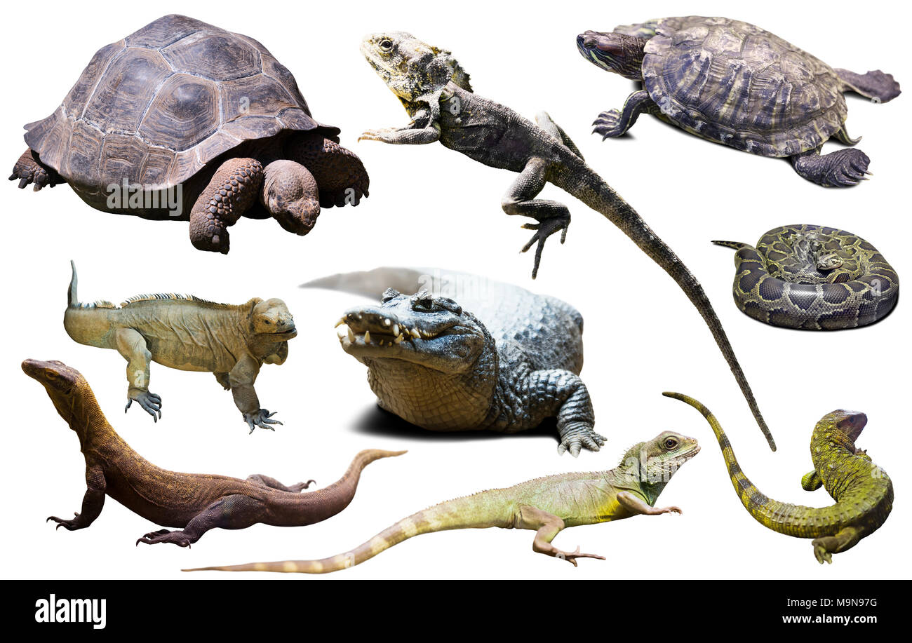 assortment of different reptiles isolated on white background Stock