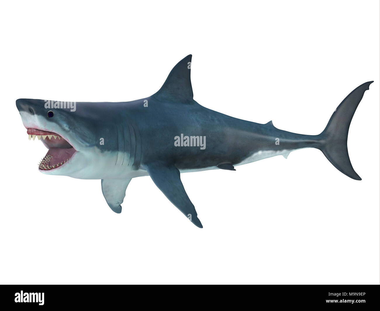 Megalodon Shark Attack Posture - The prehistoric Megalodon shark could grow to be 82 feet in length and lived during the Miocene to Pliocene Periods. Stock Photo