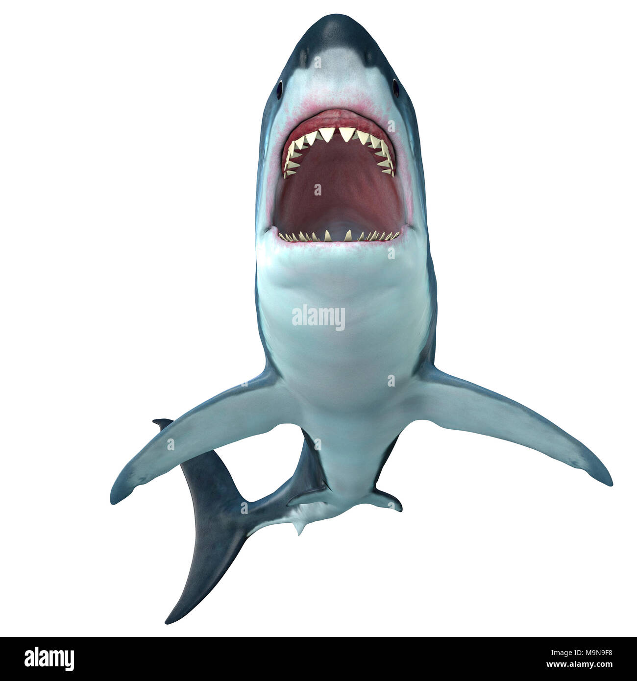 Megalodon Shark Front Profile - The prehistoric Megalodon shark could grow to be 82 feet in length and lived during the Miocene to Pliocene Periods. Stock Photo