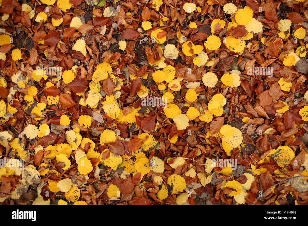Natural texture of beech leaves and aspen Stock Photo - Alamy