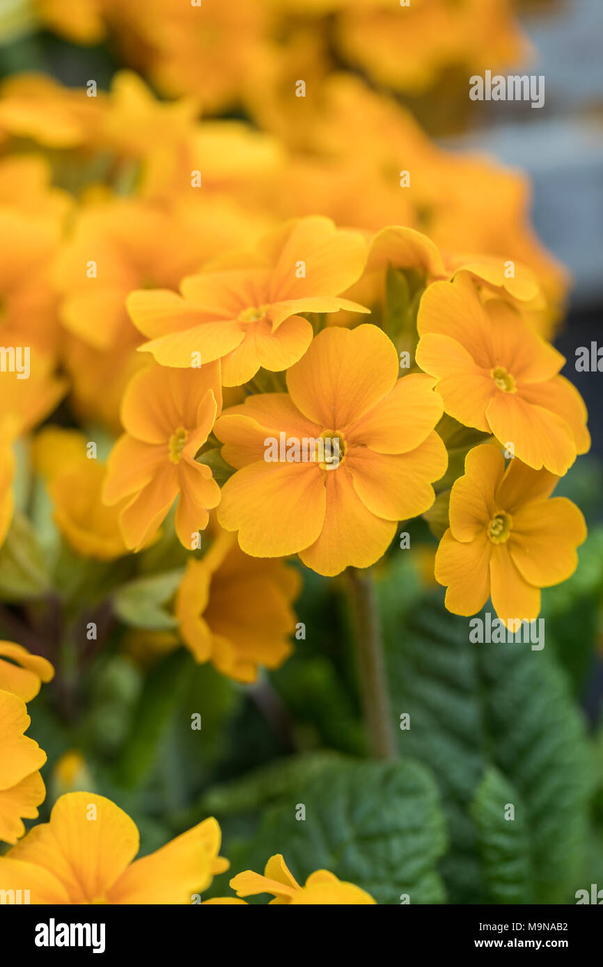 Close up of spring flowering orange / yellow Polyanthus F1 flowering in the UK Stock Photo