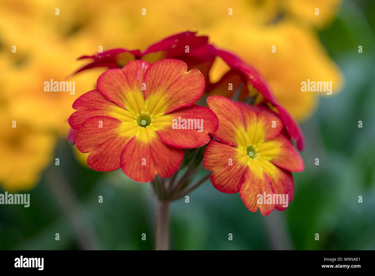 Close up of spring flowering Polyanthus Red F1 flowering in the UK Stock Photo